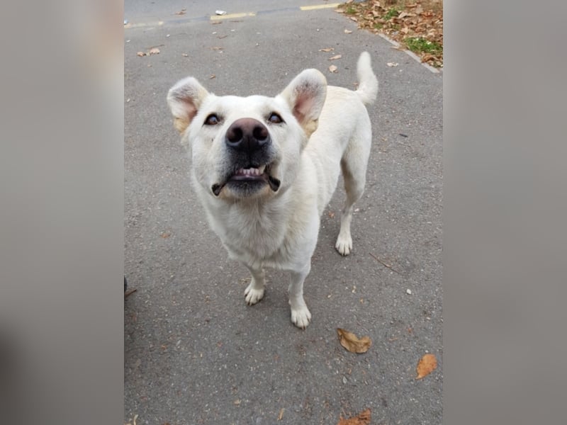 White Bear sucht ein Zuhause