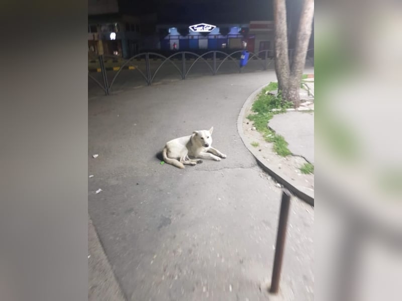 White Bear sucht ein Zuhause