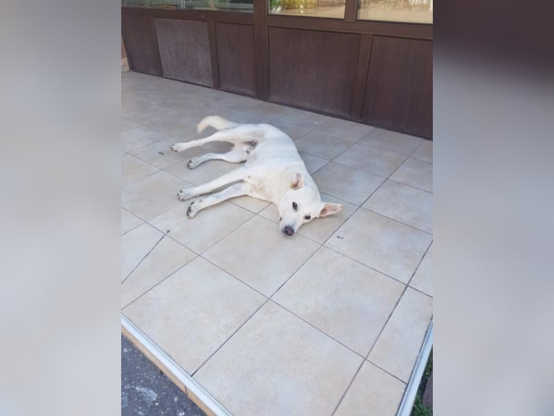 White Bear sucht ein Zuhause
