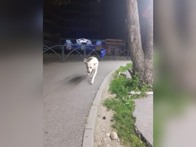 White Bear sucht ein Zuhause