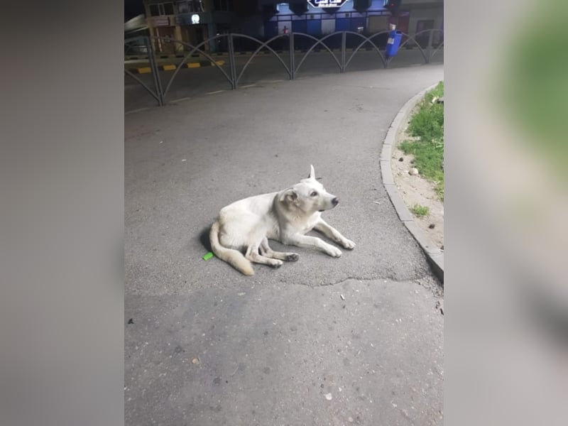 White Bear sucht ein Zuhause