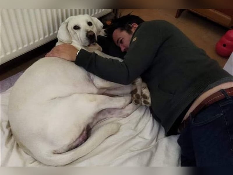 Jerry - liebenswerter Hundemann, ca. 6 Jahre, ca. 40 kg
