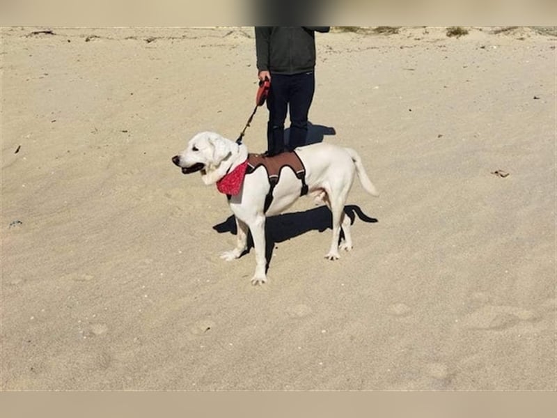 Jerry - liebenswerter Hundemann, ca. 6 Jahre, ca. 40 kg