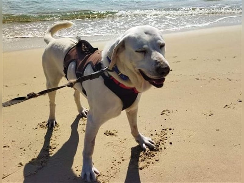 Jerry - liebenswerter Hundemann, ca. 6 Jahre, ca. 40 kg