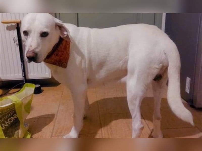 Jerry - liebenswerter Hundemann, ca. 6 Jahre, ca. 40 kg