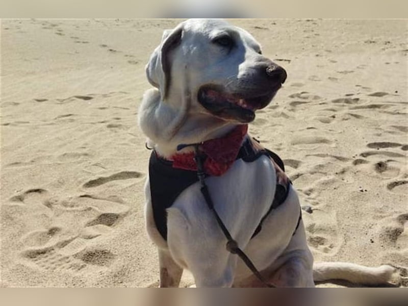 Jerry - liebenswerter Hundemann, ca. 6 Jahre, ca. 40 kg