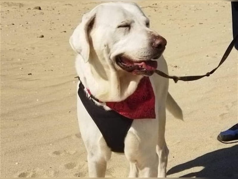 Jerry - liebenswerter Hundemann, ca. 6 Jahre, ca. 40 kg