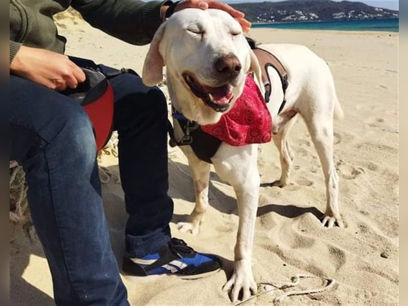 Jerry - liebenswerter Hundemann, ca. 6 Jahre, ca. 40 kg