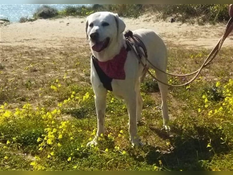 Jerry - liebenswerter Hundemann, ca. 6 Jahre, ca. 40 kg