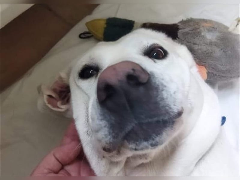 Jerry - liebenswerter Hundemann, ca. 6 Jahre, ca. 40 kg