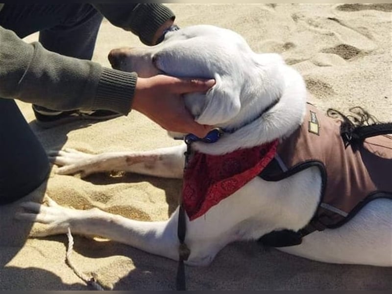 Jerry - liebenswerter Hundemann, ca. 6 Jahre, ca. 40 kg