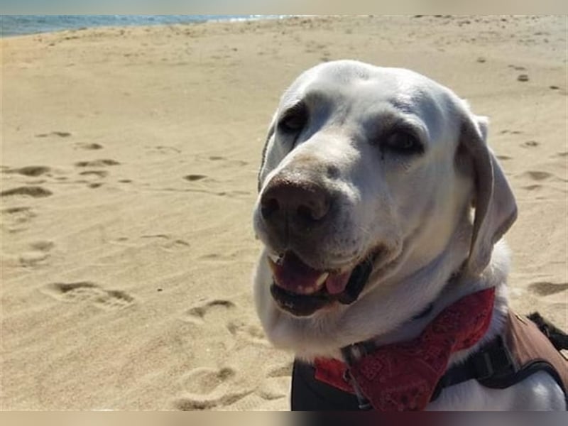Jerry - liebenswerter Hundemann, ca. 6 Jahre, ca. 40 kg
