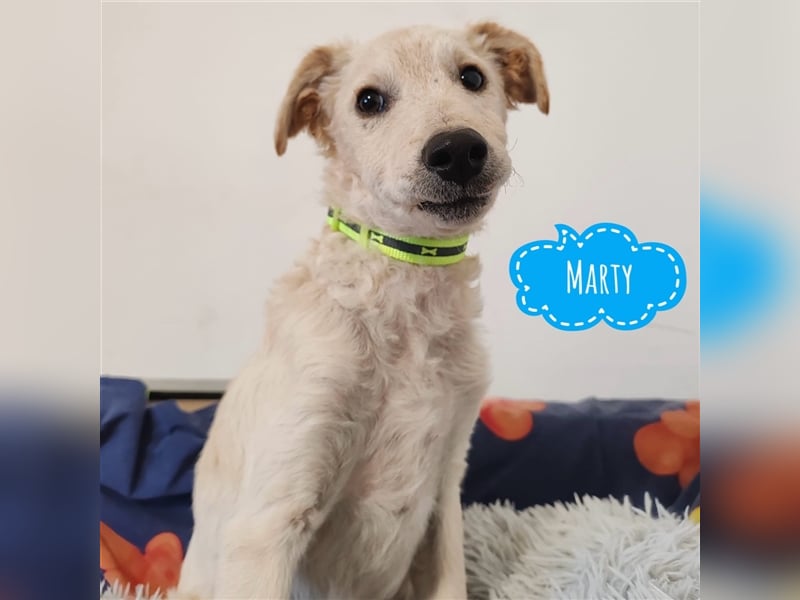 Marty ein ängstlicher Bub