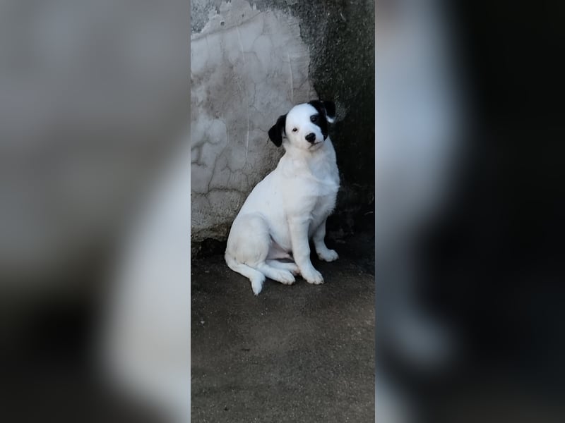 Piero