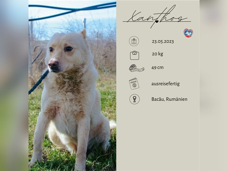 Xanthos - lernwillig & auch schon leinenführig