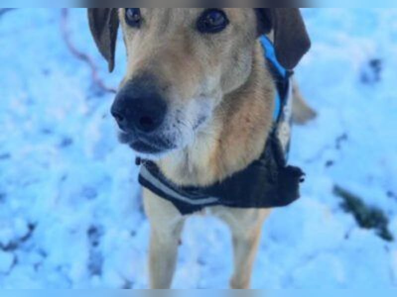 Vizsla-Mix-Rüde Bongo: schmusig und klug