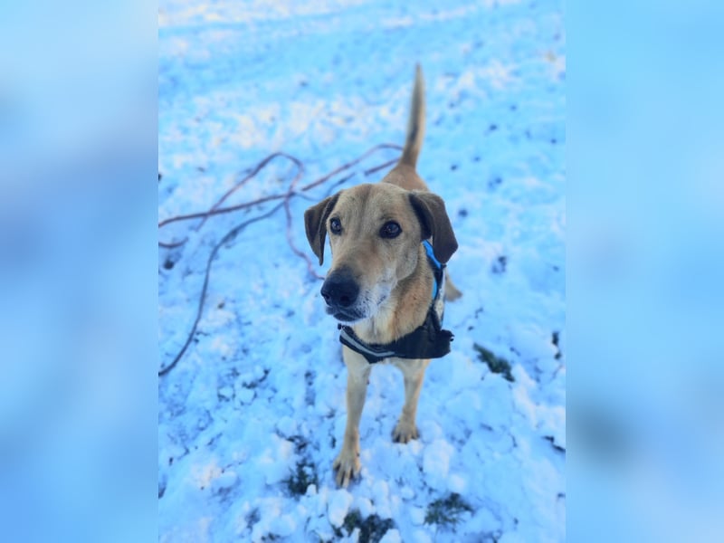 Vizsla-Mix-Rüde Bongo: schmusig und klug