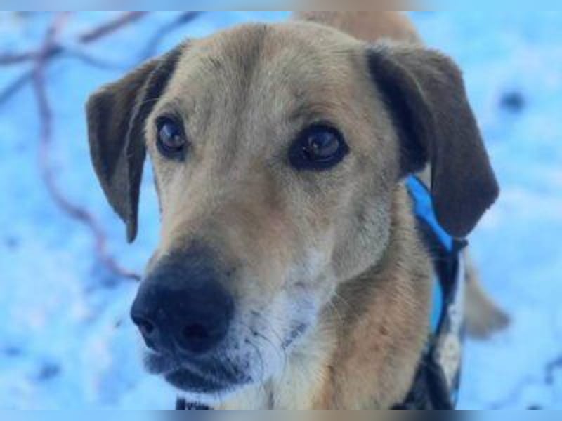 Vizsla-Mix-Rüde Bongo: schmusig und klug