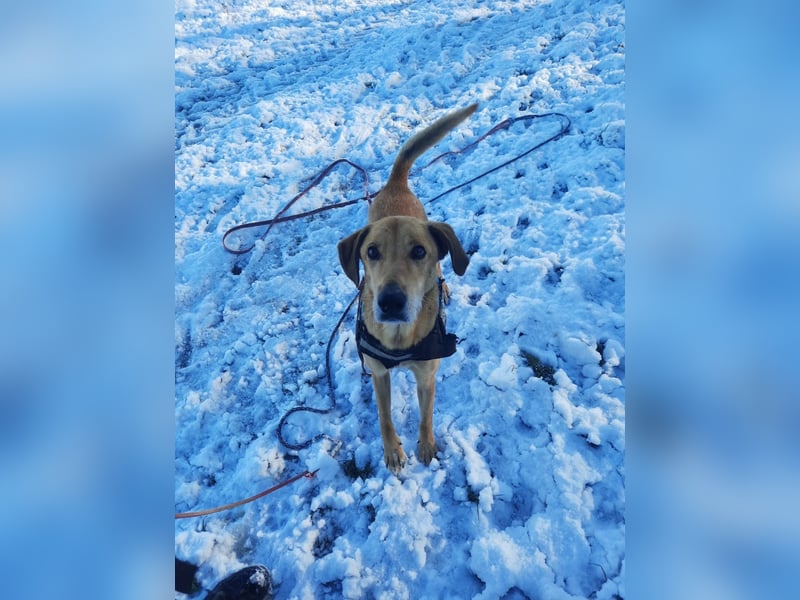 Vizsla-Mix-Rüde Bongo: schmusig und klug