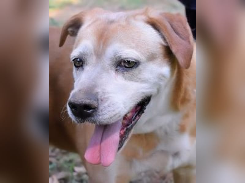 Rinaldo - Gold-Senior sucht dringend ein Zuhause