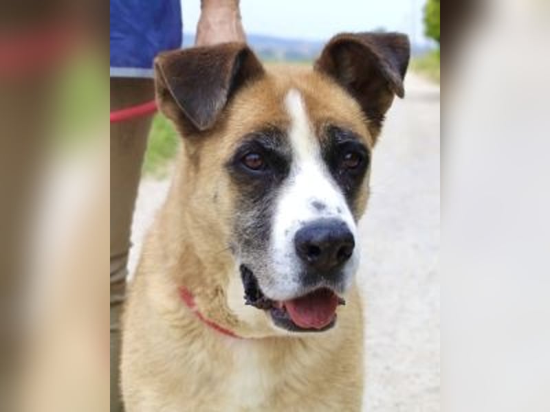 Bobbie - vor Freude strahlen sollen seine Augen