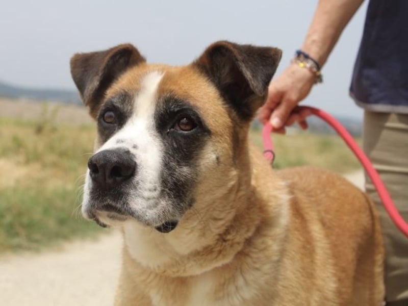 Bobbie - vor Freude strahlen sollen seine Augen
