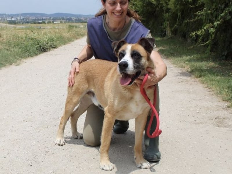 Bobbie - vor Freude strahlen sollen seine Augen