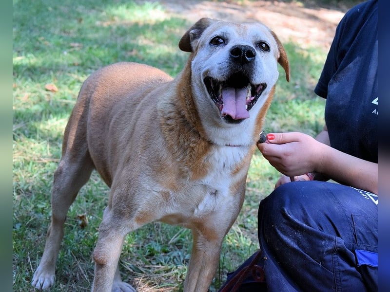 Rinaldo - Gold-Senior sucht dringend ein Zuhause