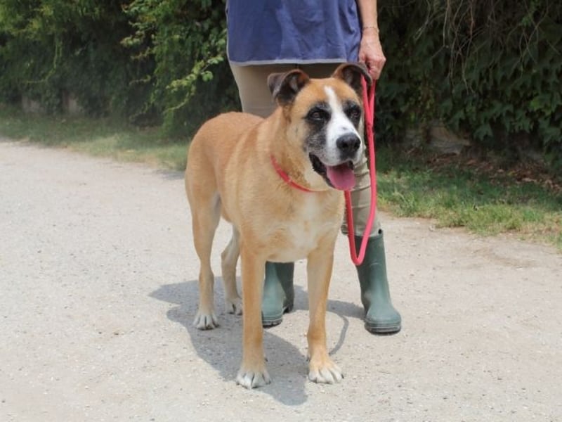 Bobbie - vor Freude strahlen sollen seine Augen