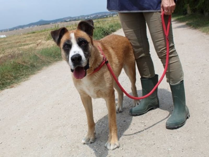 Bobbie - vor Freude strahlen sollen seine Augen
