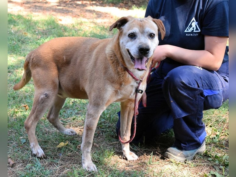Rinaldo - Gold-Senior sucht dringend ein Zuhause