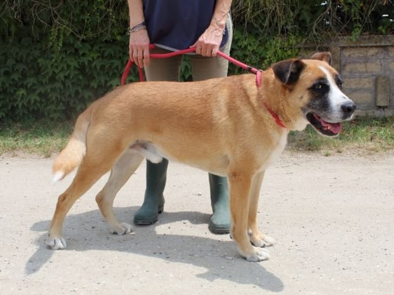 Bobbie - vor Freude strahlen sollen seine Augen