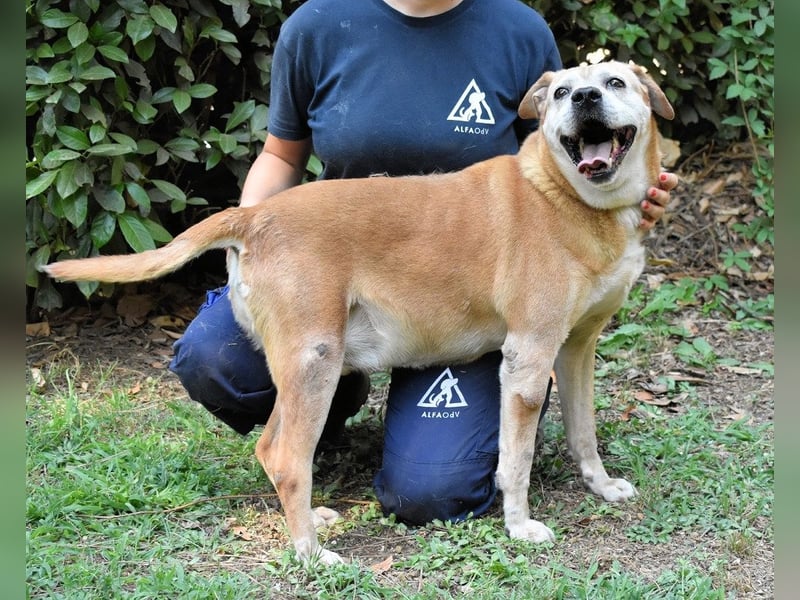 Rinaldo - Gold-Senior sucht dringend ein Zuhause