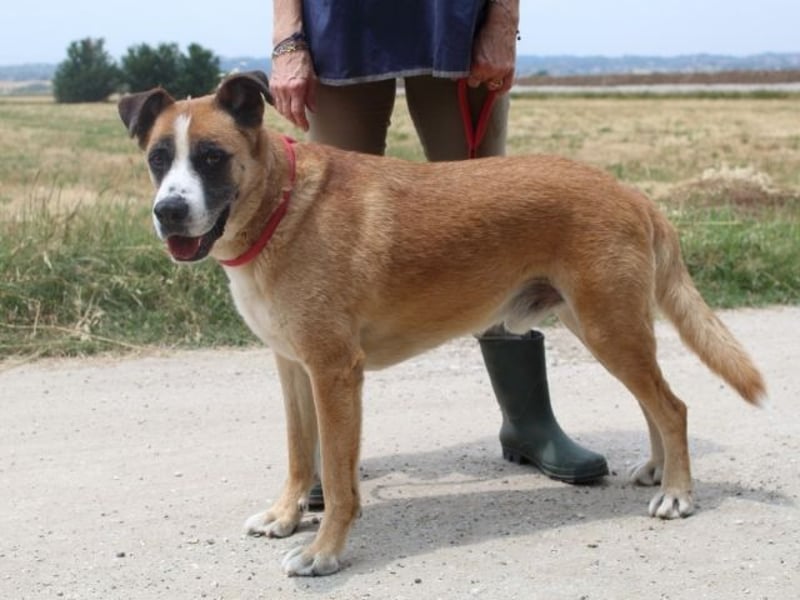 Bobbie - vor Freude strahlen sollen seine Augen