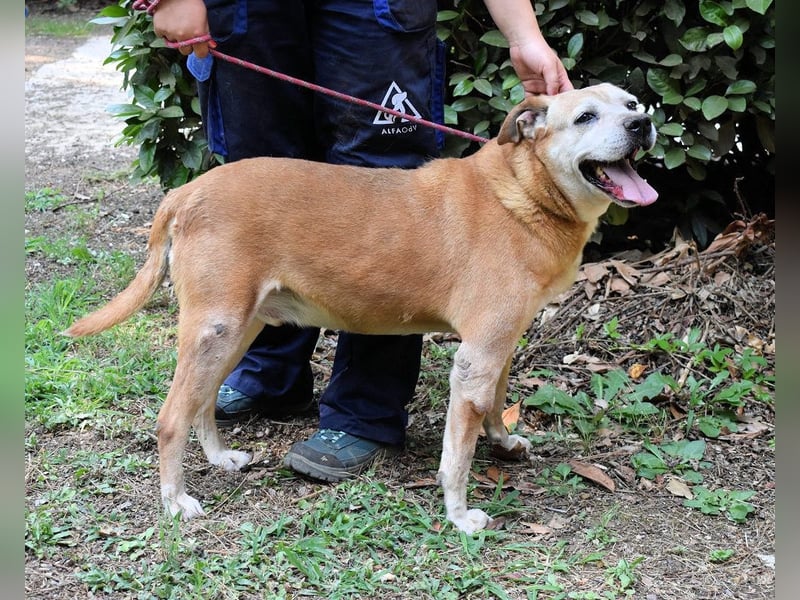 Rinaldo - Gold-Senior sucht dringend ein Zuhause