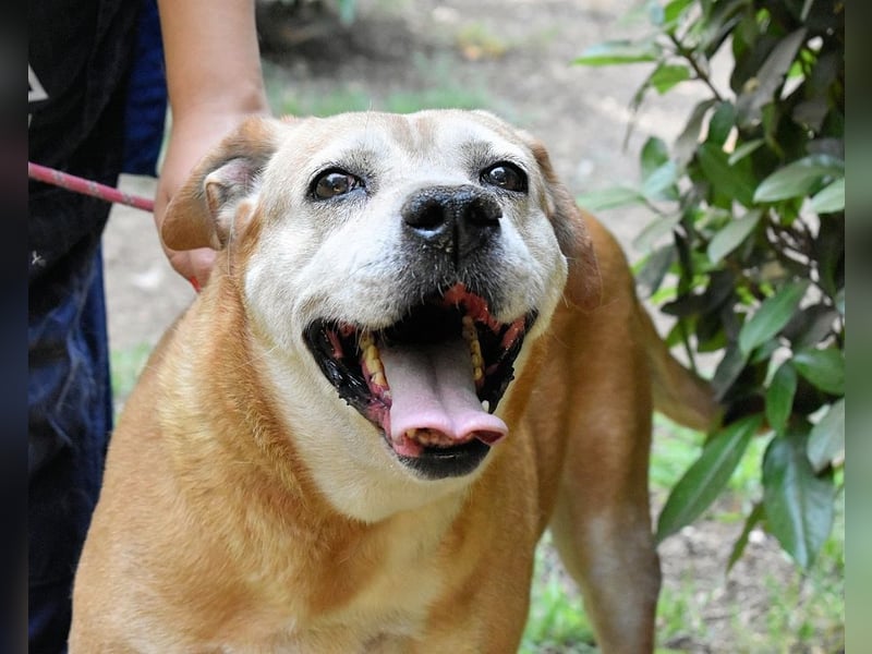 Rinaldo - Gold-Senior sucht dringend ein Zuhause