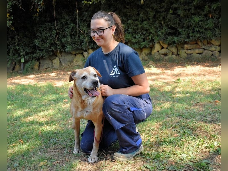 Rinaldo - Gold-Senior sucht dringend ein Zuhause