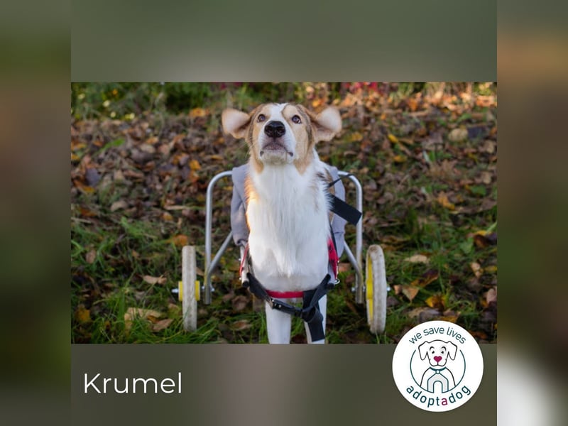 Krumel – Die gute Seele mit Kampfgeist