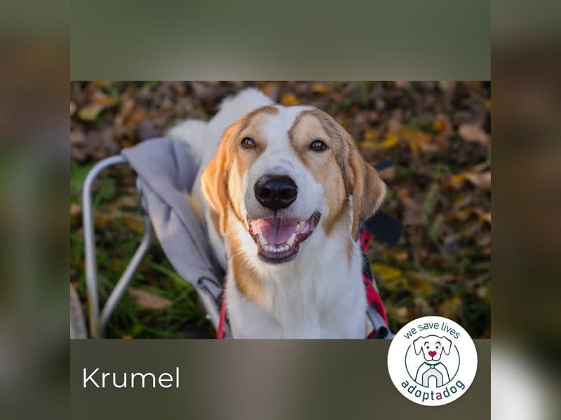 Krumel – Die gute Seele mit Kampfgeist