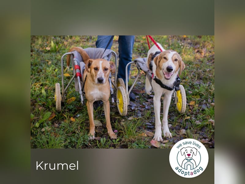 Krumel – Die gute Seele mit Kampfgeist