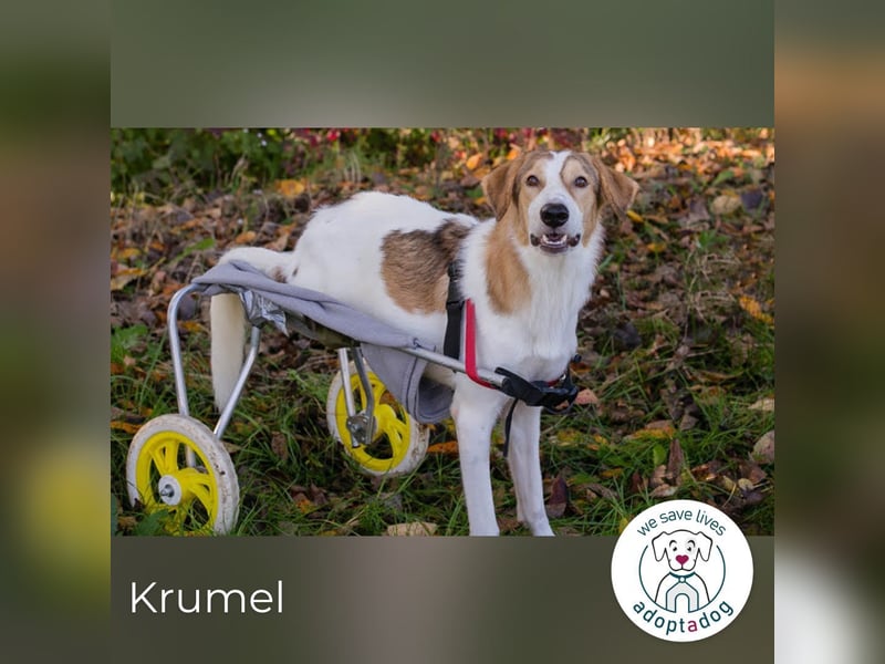 Krumel – Die gute Seele mit Kampfgeist