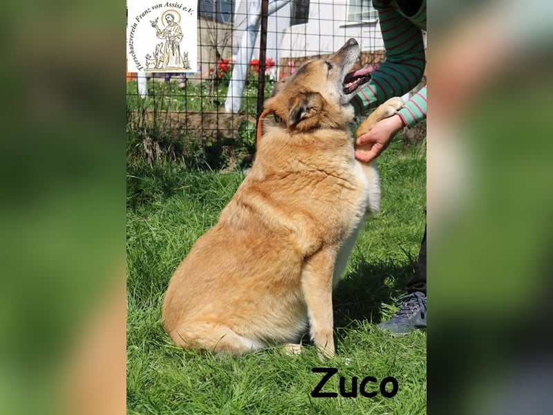 Fröhlicher Zuco mit großem Herz