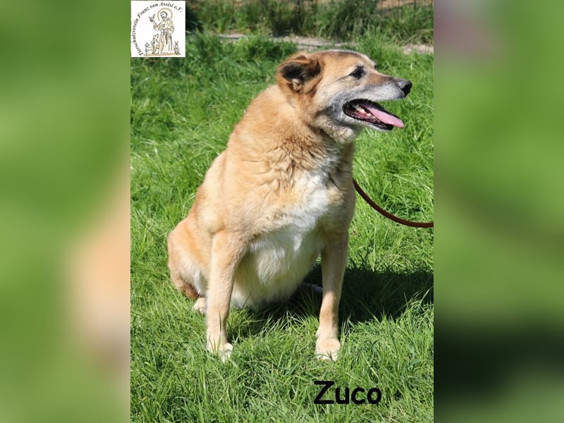 Fröhlicher Zuco mit großem Herz