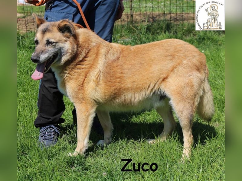 Fröhlicher Zuco mit großem Herz