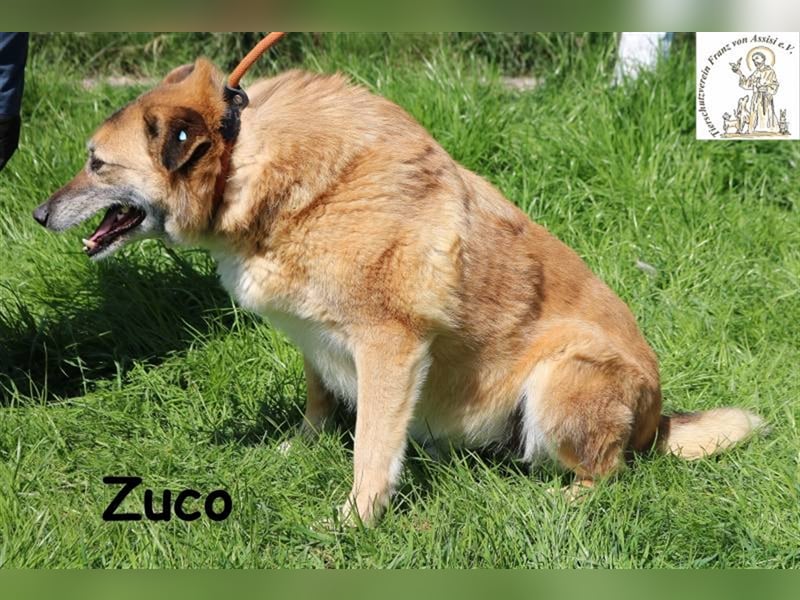 Fröhlicher Zuco mit großem Herz