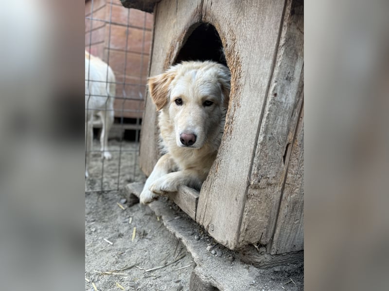 CEDRIC, Rüde, 2,5 Jahre, 50 cm, Mischling, Tierschutz