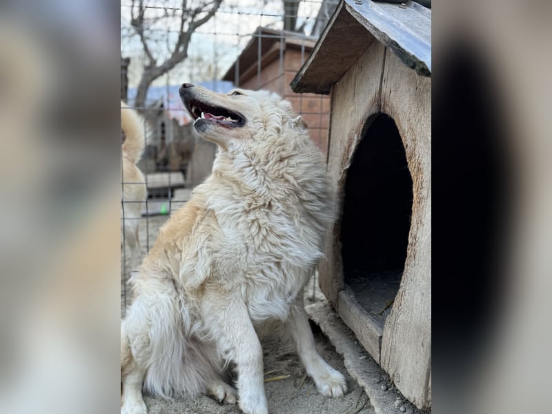 CEDRIC, Rüde, 2,5 Jahre, 50 cm, Mischling, Tierschutz