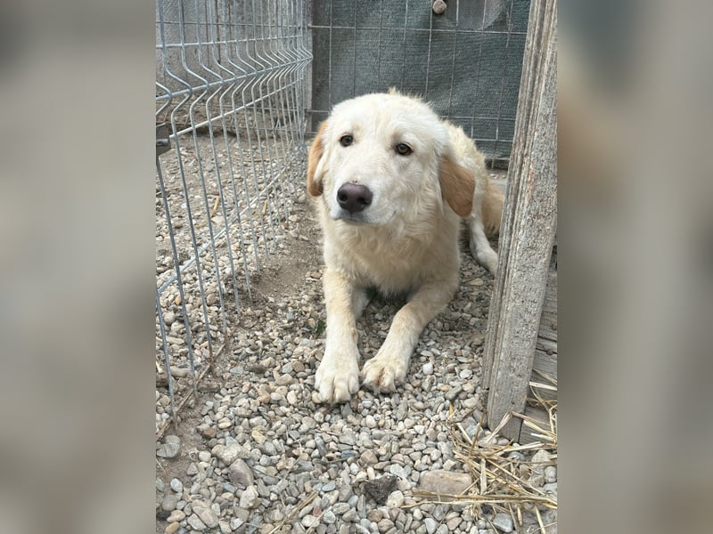 CEDRIC, Rüde, 2,5 Jahre, 50 cm, Mischling, Tierschutz