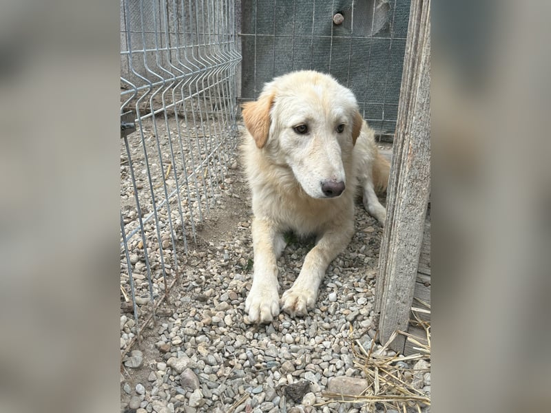 CEDRIC, Rüde, 2,5 Jahre, 50 cm, Mischling, Tierschutz