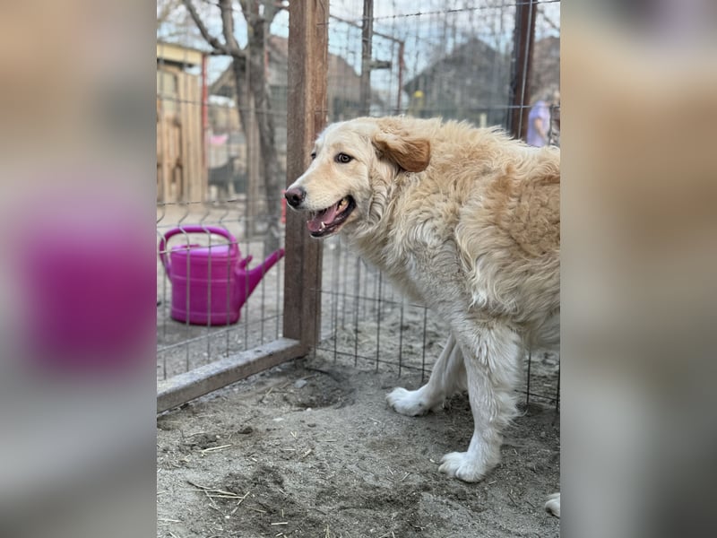 CEDRIC, Rüde, 2,5 Jahre, 50 cm, Mischling, Tierschutz
